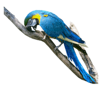 parrot bird - nemokama png