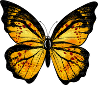 Papillon - δωρεάν png