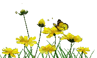 Fleurs.Flower.yellow.garden.Victoriabea - GIF animé gratuit