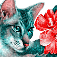 Y.A.M._Art Fantasy cat - 免费PNG