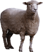 Kaz_Creations Sheep - png gratis