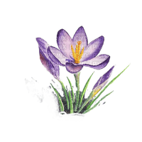 Blumen, Krokus - gratis png
