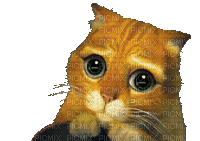 chat yeux doux - Бесплатный анимированный гифка