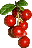 deco autumn automne berry - δωρεάν png