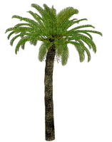 palm by nataliplus - 免费PNG