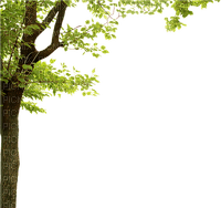 Tree - besplatni png