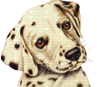 dolceluna dog - GIF animado gratis