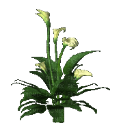 Jungle Plant - Ingyenes animált GIF