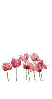 Цветок - Kostenlose animierte GIFs