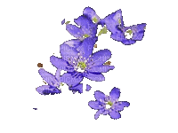 fleur mauve - GIF animé gratuit