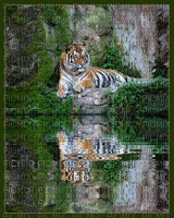 tigris - GIF animado gratis