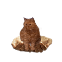 animalss cats nancysaey - 免费PNG