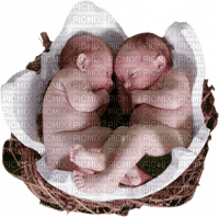 Kaz_Creations Baby Twins - PNG gratuit