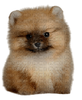 Pomeranian - png ฟรี