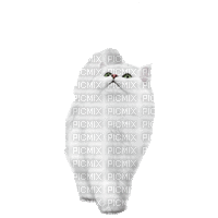 Cat.Chat.Gato.white.Gif.Victoriabea - Безплатен анимиран GIF