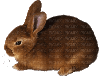 Ostern paques easter - GIF animate gratis