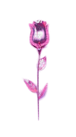 fleur rose.Cheyenne63 - nemokama png
