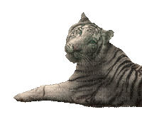 Tigresse blanche x3 - 免费动画 GIF