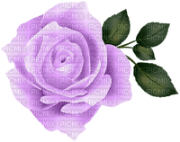 Violet roses - png ฟรี