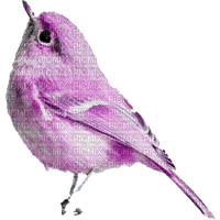 dulcineia8 pássaros - PNG gratuit