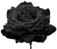 black rose Bb2 - PNG gratuit