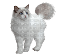Tube Animaux Chat - ilmainen png
