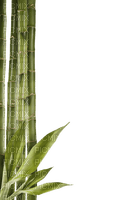 bamboo bp - ücretsiz png
