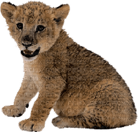 minou-lion-baby-animal - kostenlos png