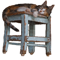 CAT.Chat.Gato.chair.chaise.katze.banc.bench.Victoriabea - GIF animé gratuit