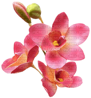 орхидея - gratis png