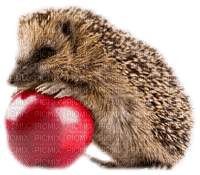 hedgehog apple  herisson