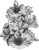 soave deco branch flowers water lilies black white - PNG gratuit
