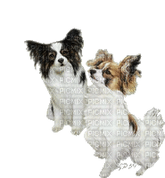 chiens HD - Bezmaksas animēts GIF