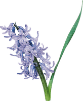 hyacinth Bb2 - 無料png