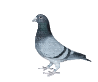 pigeon - GIF animé gratuit