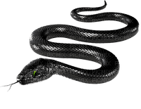 Kaz_Creations Snake - png ฟรี
