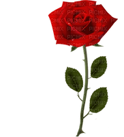 red rose - ücretsiz png