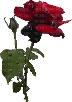 fleurs,gif - Gratis geanimeerde GIF