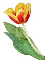 flower, fleur, kukka - nemokama png