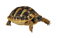 Kaz_Creations Animated Tortoise - GIF animado grátis
