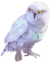 Owl - Gratis geanimeerde GIF