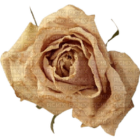 cream rose flower wilting - PNG gratuit