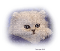 chaton mignon - nemokama png