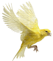 Oiseau - Free PNG