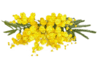 mimosa - δωρεάν png