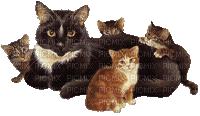 cats bp - Ingyenes animált GIF