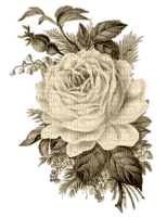 Vintage Rose, Sepia