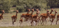 nature antelope-NitsaPap - GIF animé gratuit