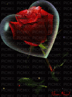 Rosa roja - Darmowy animowany GIF