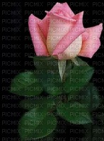 Rose - darmowe png